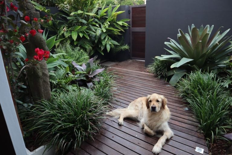 front garden courtyard design Eastern Suburbs - Vogue & Vine Landscape Design Rose Bay, Sydney