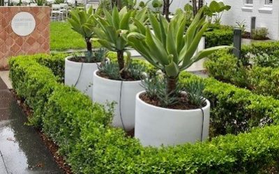Chelsea white outdoor pots Sydney | Vogue & Vine - Landscape Designers Sydney