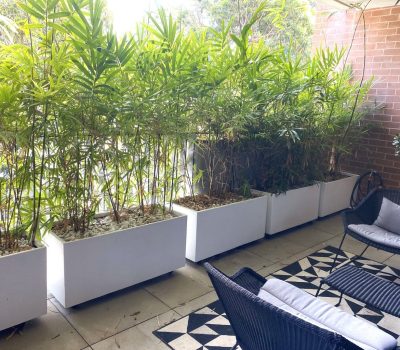 Lightweight Standard trough Sydney | Vogue & Vine - Landscape Designers Sydney