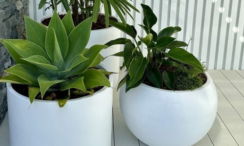 Outdoor garden pots Sydney | Vogue & Vine - Landscape Designers Sydney