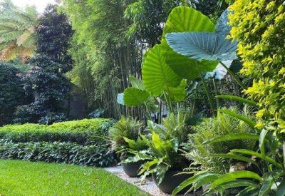 large-tropical-garden-design-Vogue-Vine-landscape-designer-Sydney