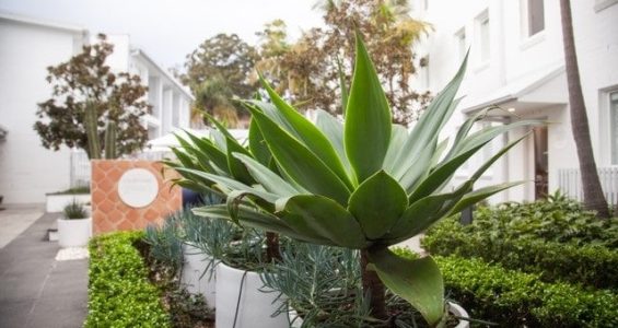 tropical courtyard garden design Sydney - Vogue & Vine Landscape Designers Sydney